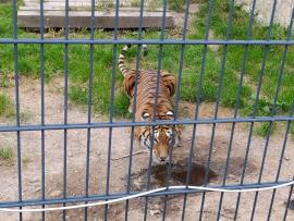 Zoo Dvůr Králové nad Labem